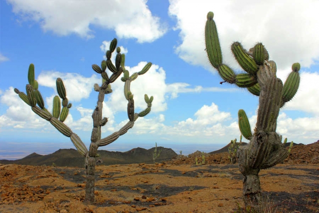 Galapagos-Verlängerungsprogramme zu den Ecuador-Reisen