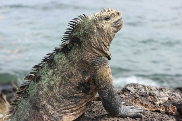 Galapagos-Verlängerungsprogramme zu den Ecuador-Reisen