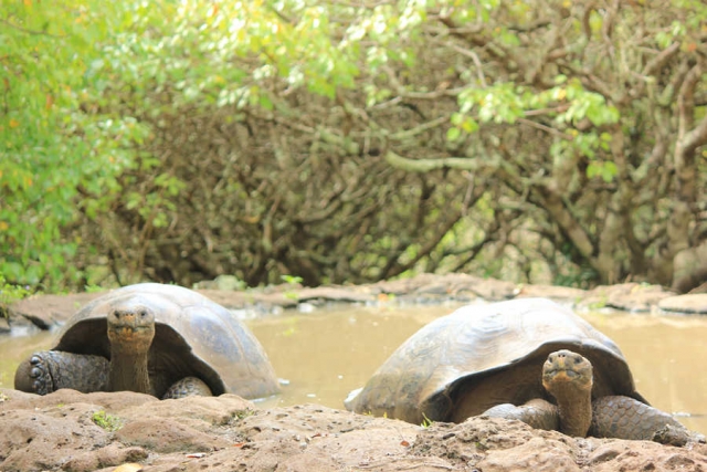 Galapagos-Verlängerungsprogramme zu den Ecuador-Reisen