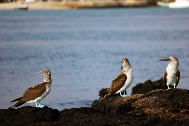 Galapagos-Verlängerungsprogramme zu den Ecuador-Reisen