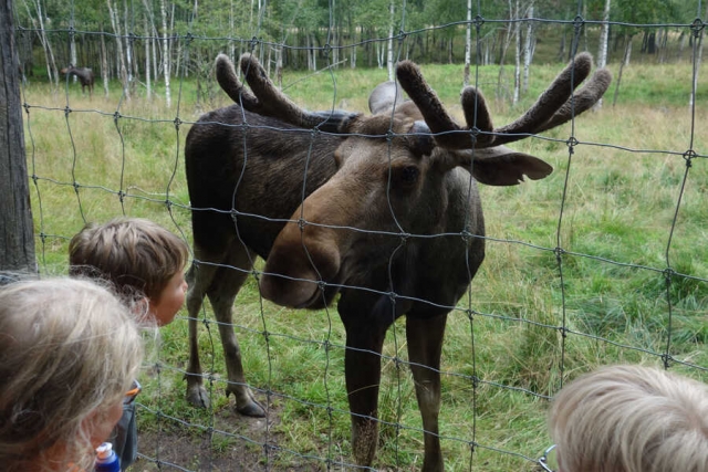 Schweden - Familienreise mit Kanu und Rad