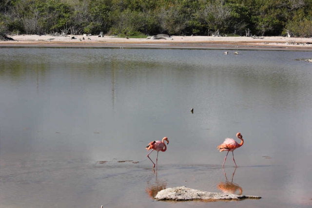 Galapagos-Verlängerungsprogramme zu den Ecuador-Reisen