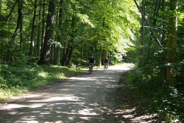 Polen - unterwegs im Wald der Wisente