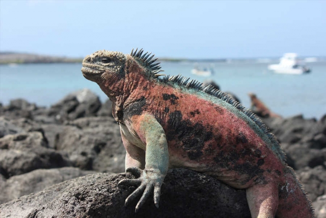 Galapagos-Verlängerungsprogramme zu den Ecuador-Reisen