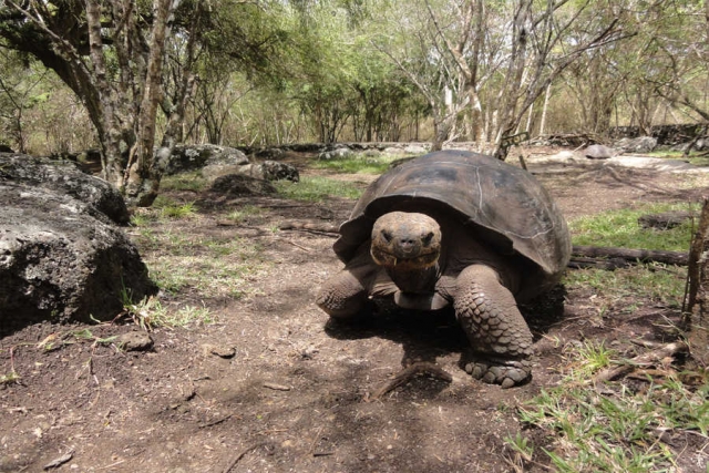 Galapagos-Verlängerungsprogramme zu den Ecuador-Reisen