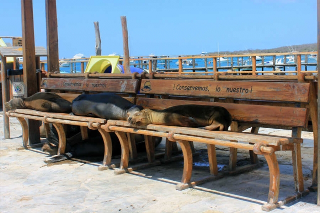 Galapagos-Verlängerungsprogramme zu den Ecuador-Reisen