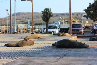 Galapagos-Verlängerungsprogramme zu den Ecuador-Reisen