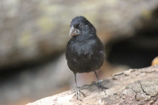 Galapagos-Verlängerungsprogramme zu den Ecuador-Reisen