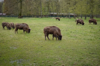Polen - unterwegs im Wald der Wisente