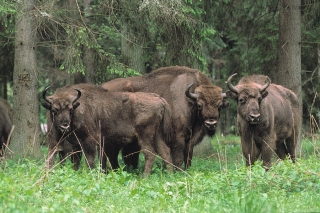 Polen - unterwegs im Wald der Wisente